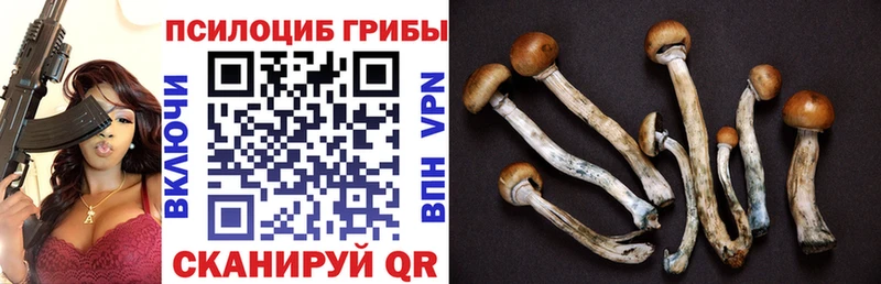 Галлюциногенные грибы GOLDEN TEACHER  цена   Приозерск 